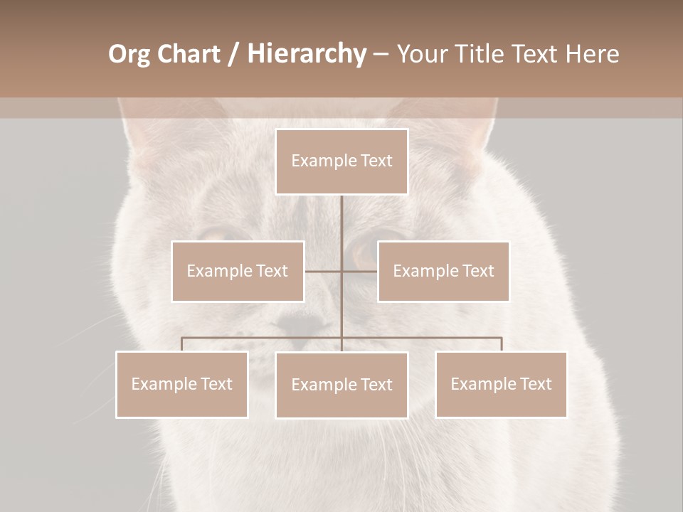 Humor Nobody Young PowerPoint Template