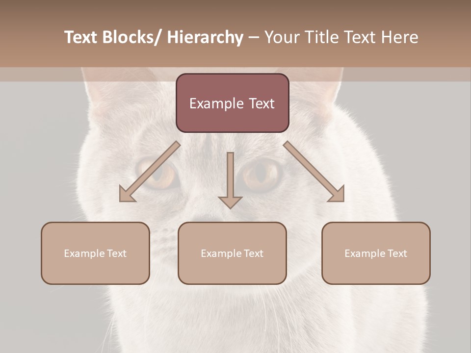 Humor Nobody Young PowerPoint Template