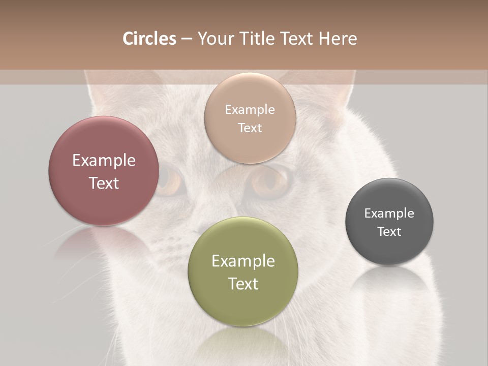 Humor Nobody Young PowerPoint Template