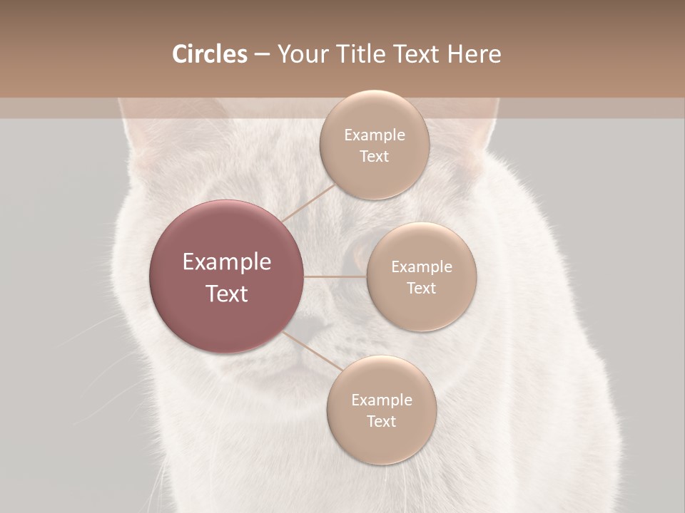 Humor Nobody Young PowerPoint Template