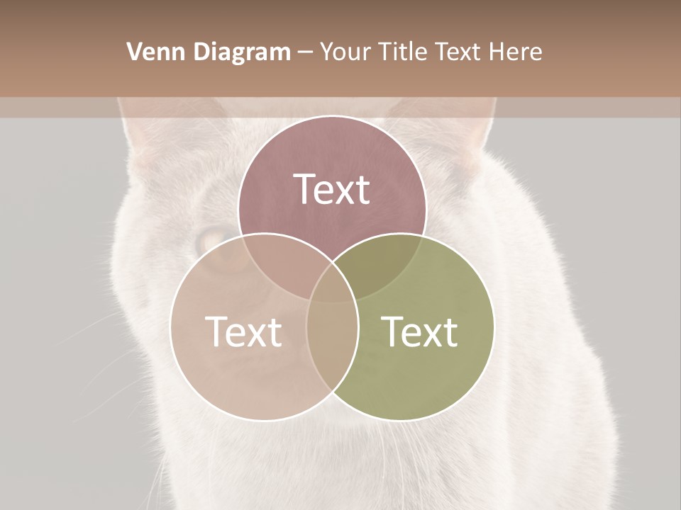 Humor Nobody Young PowerPoint Template