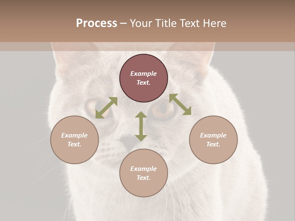 Humor Nobody Young PowerPoint Template