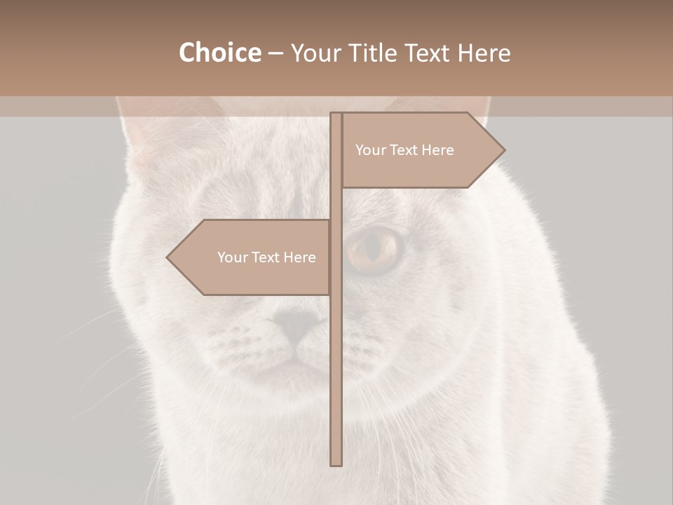 Humor Nobody Young PowerPoint Template