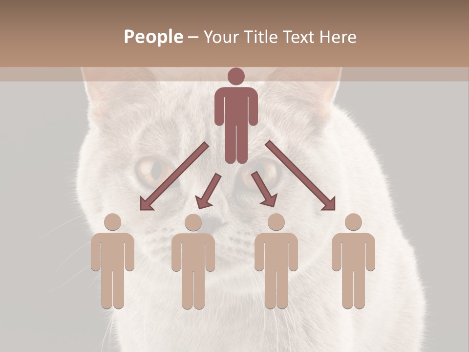 Humor Nobody Young PowerPoint Template