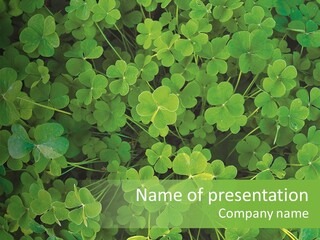 Growing Closeup Leaf PowerPoint Template