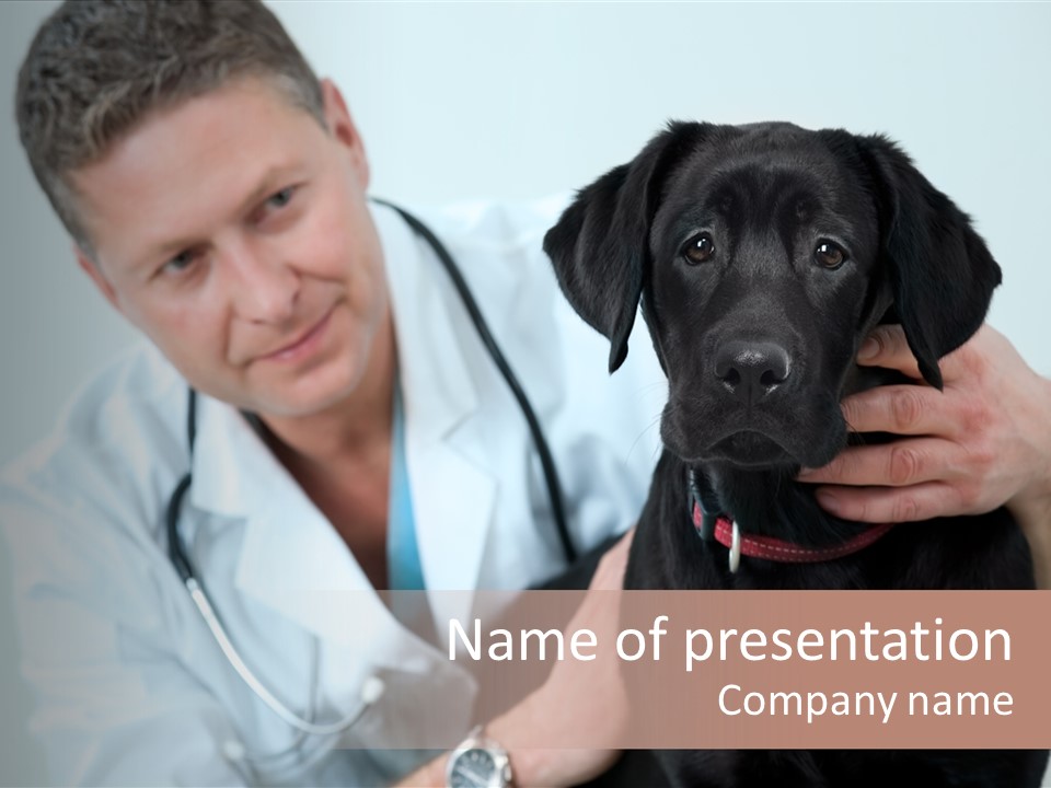 Standing Pet Labrador PowerPoint Template