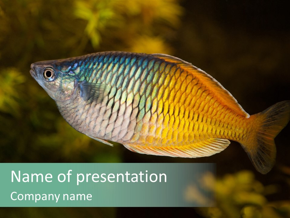 Nature Underwater Fish PowerPoint Template