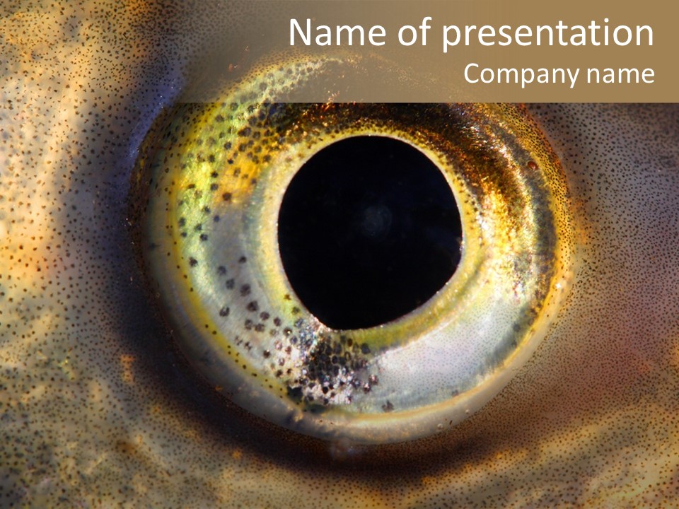 Abstract Nature Eye PowerPoint Template