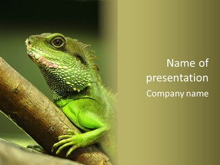 Scale Slow Lizard PowerPoint Template