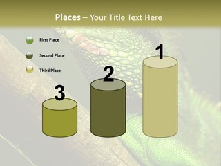 Scale Slow Lizard PowerPoint Template
