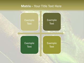 Scale Slow Lizard PowerPoint Template