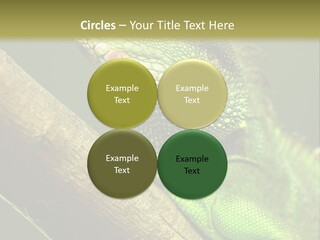 Scale Slow Lizard PowerPoint Template