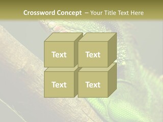 Scale Slow Lizard PowerPoint Template