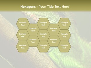 Scale Slow Lizard PowerPoint Template