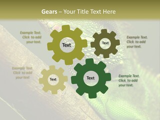 Scale Slow Lizard PowerPoint Template