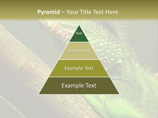 Scale Slow Lizard PowerPoint Template