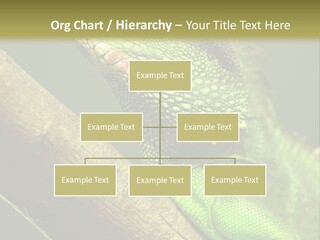 Scale Slow Lizard PowerPoint Template