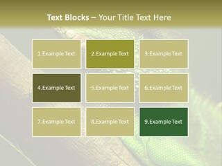Scale Slow Lizard PowerPoint Template