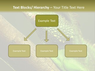 Scale Slow Lizard PowerPoint Template