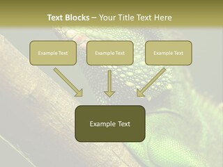 Scale Slow Lizard PowerPoint Template
