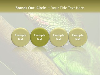 Scale Slow Lizard PowerPoint Template