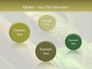 Scale Slow Lizard PowerPoint Template