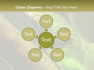Scale Slow Lizard PowerPoint Template