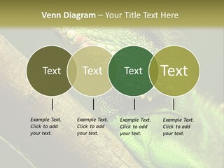 Scale Slow Lizard PowerPoint Template