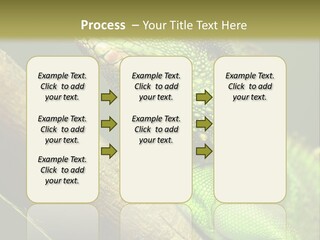 Scale Slow Lizard PowerPoint Template