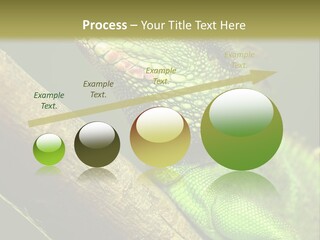 Scale Slow Lizard PowerPoint Template