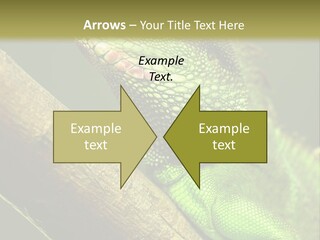 Scale Slow Lizard PowerPoint Template