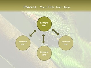 Scale Slow Lizard PowerPoint Template