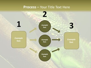 Scale Slow Lizard PowerPoint Template
