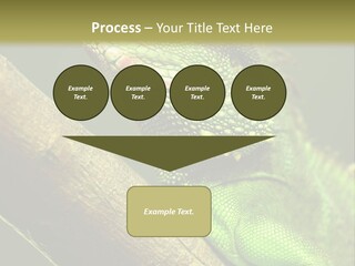 Scale Slow Lizard PowerPoint Template