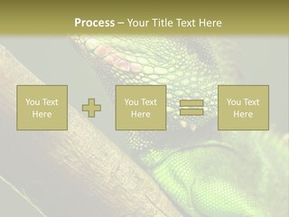 Scale Slow Lizard PowerPoint Template
