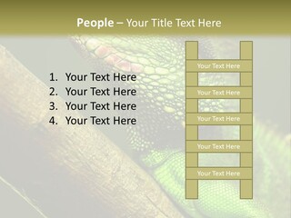 Scale Slow Lizard PowerPoint Template