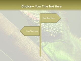 Scale Slow Lizard PowerPoint Template