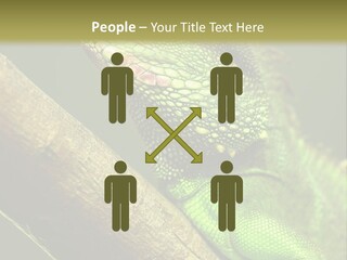 Scale Slow Lizard PowerPoint Template