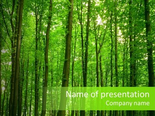 Ray Branches Daylight PowerPoint Template