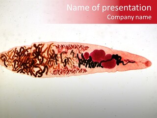 Uterus Eggs Ant PowerPoint Template