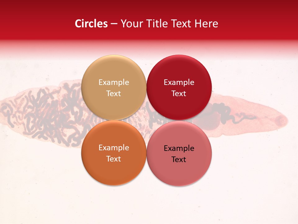 Uterus Eggs Ant PowerPoint Template