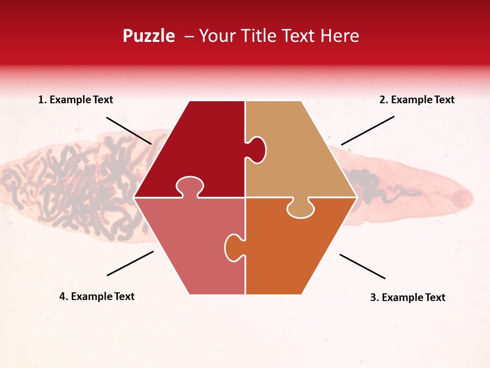 Uterus Eggs Ant PowerPoint Template