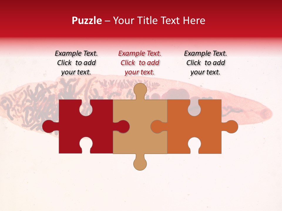 Uterus Eggs Ant PowerPoint Template