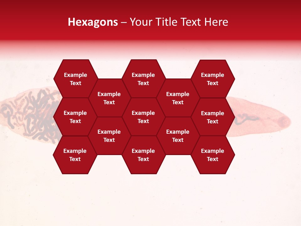 Uterus Eggs Ant PowerPoint Template