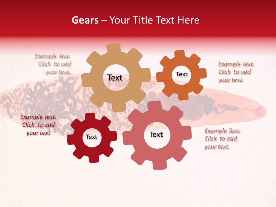 Uterus Eggs Ant PowerPoint Template