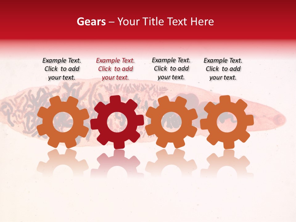 Uterus Eggs Ant PowerPoint Template