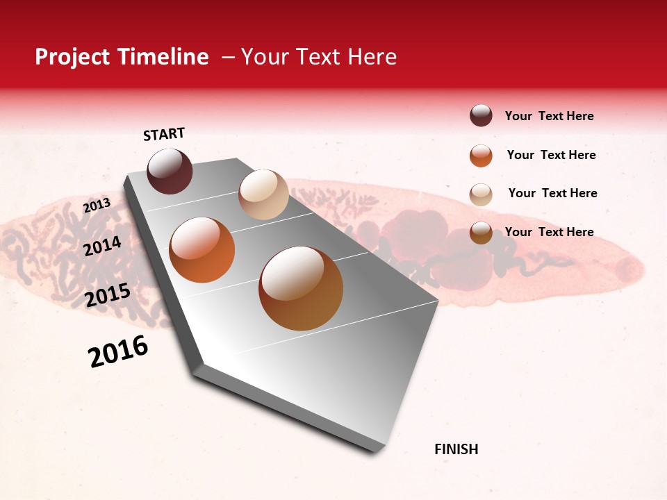 Uterus Eggs Ant PowerPoint Template