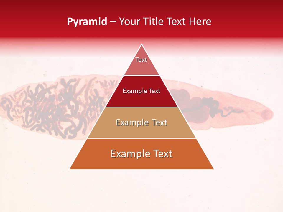 Uterus Eggs Ant PowerPoint Template