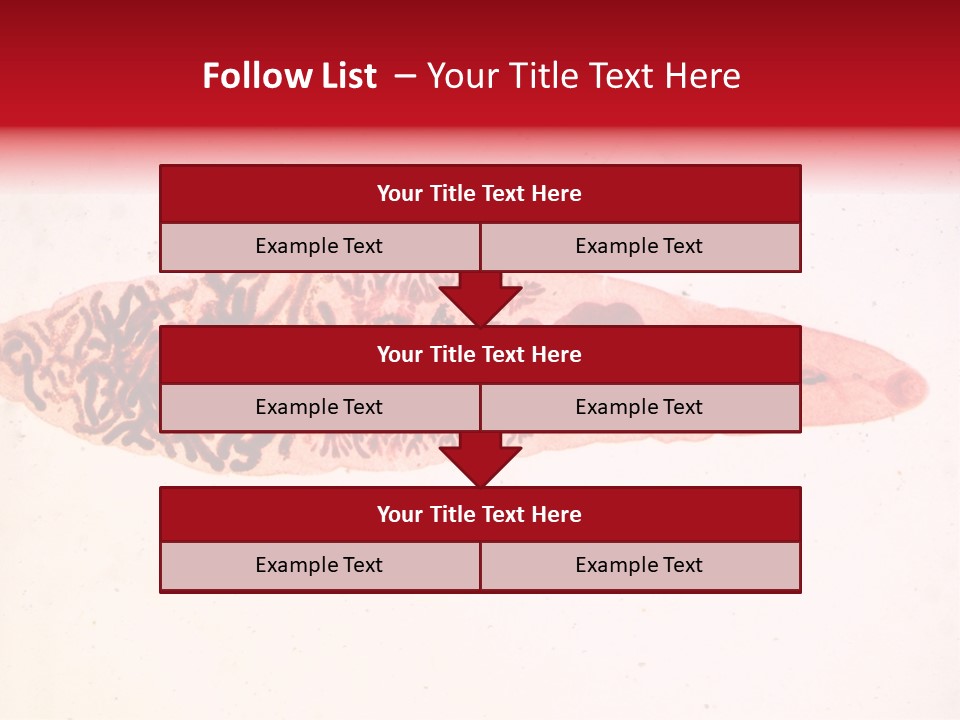 Uterus Eggs Ant PowerPoint Template