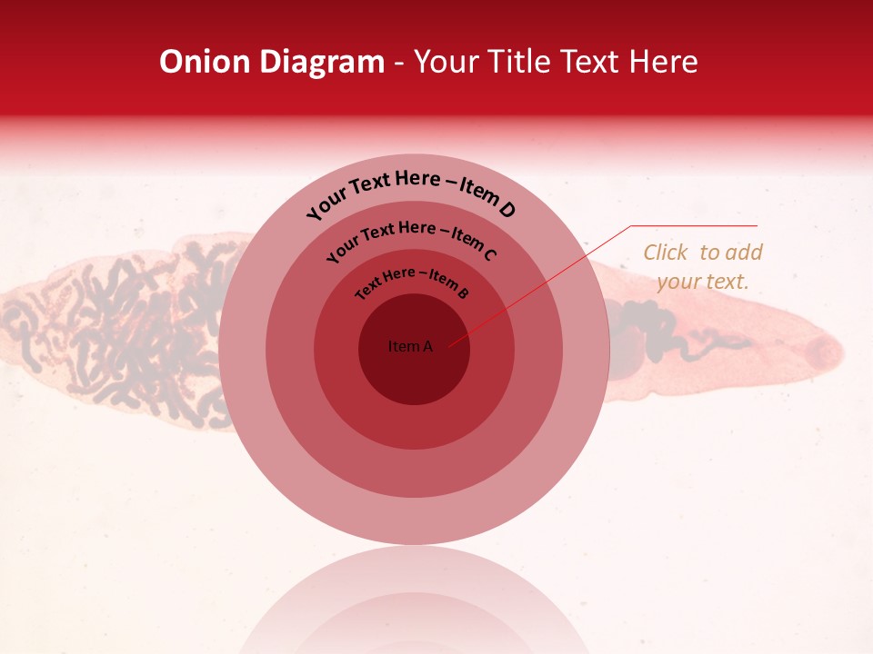 Uterus Eggs Ant PowerPoint Template
